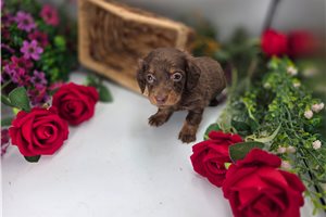Jasper - Dachshund, Mini for sale