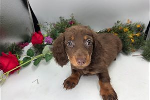 Jasper - Dachshund, Mini for sale