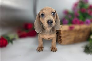 Joey - puppy for sale