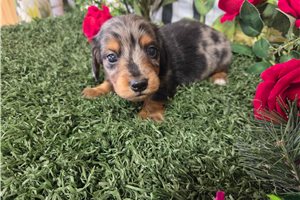 Curtis - Dachshund, Mini for sale