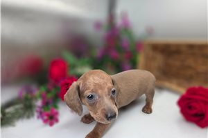Johnson - puppy for sale
