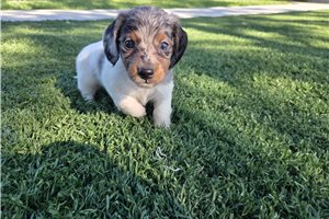 Leopold - Dachshund, Mini for sale