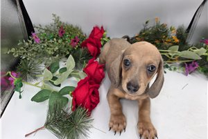 Joey - Dachshund, Mini for sale
