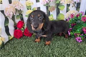 Blaine - Dachshund, Mini for sale