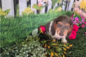 Andre - Dachshund, Mini for sale