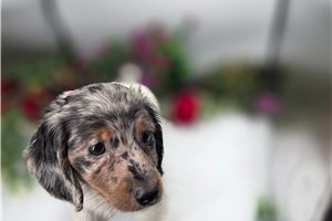 Leopold - Dachshund, Mini for sale