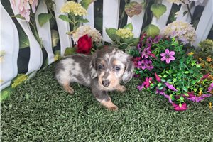Dasha - Mini Dachshund for sale