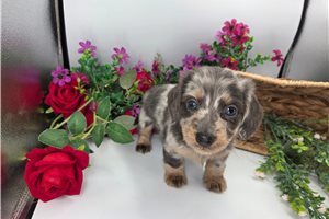 Loren - Dachshund, Mini for sale