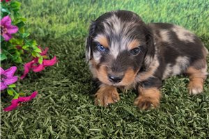 Alexis - puppy for sale