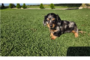 Alexis - Mini Dachshund for sale