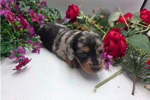 Camille - puppy for sale
