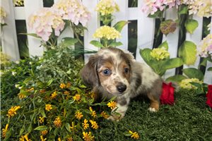 Colby - Dachshund, Mini for sale