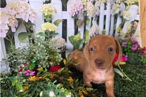 Benny - puppy for sale