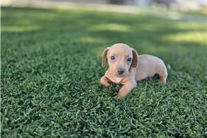 Polly - puppy for sale