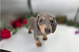 Joshua - Dachshund, Mini for sale