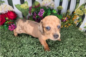 Dottie - Mini Dachshund for sale