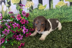 Andre - Dachshund, Mini for sale