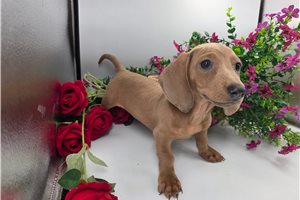 Johnson - Dachshund, Mini for sale