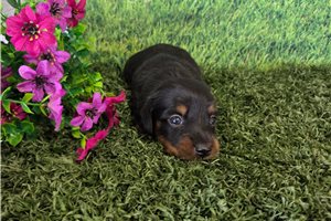 Blaine - puppy for sale
