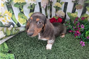 Conrad - Mini Dachshund for sale