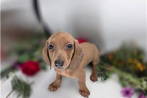 Johnson - Dachshund, Mini for sale