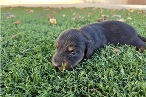 Beamer - Mini Dachshund for sale