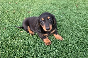 Andy - Dachshund, Mini for sale