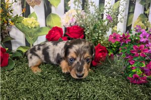 Cedar - puppy for sale
