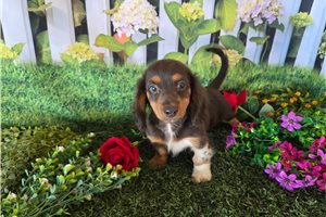 Conrad - Dachshund, Mini for sale