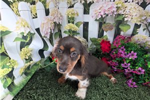 Conrad - Mini Dachshund for sale