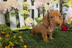 Beau - Dachshund, Mini for sale