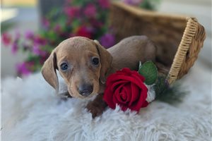 Johnson - Dachshund, Mini for sale