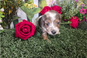 Colby - Dachshund, Mini for sale