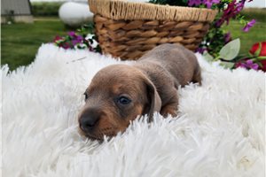Robert | Puppies For Sale at Pawrade