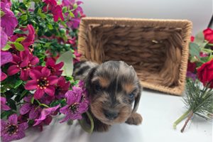 Celeste - puppy for sale