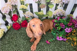 Benny - puppy for sale