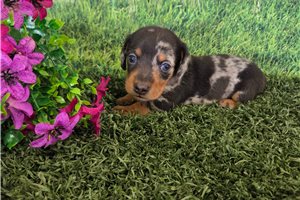 Bruno - Mini Dachshund for sale