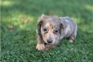 Armin - Mini Dachshund for sale