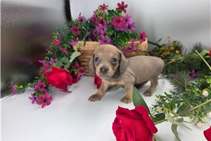 Joey - puppy for sale