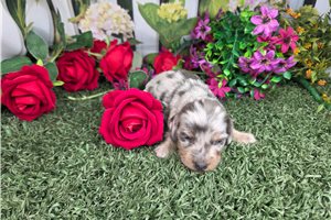 Baylor - puppy for sale