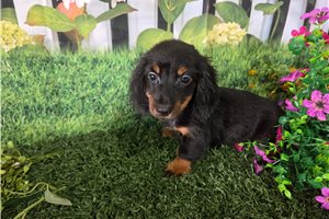 Blaine - Dachshund, Mini for sale