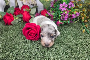 Betsy - puppy for sale