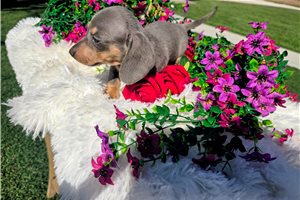 Joshua - Dachshund, Mini for sale