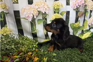 Blaine - Dachshund, Mini for sale