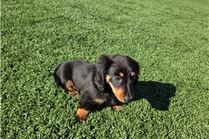 Andy - puppy for sale