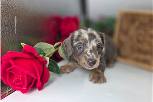 Lillian - puppy for sale