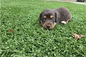 Conrad - puppy for sale