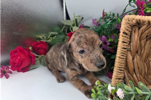 Piper - Dachshund, Mini for sale
