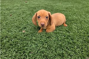 Harley - Dachshund for sale