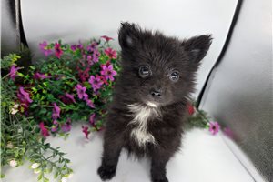 Kameron - Pomeranian for sale